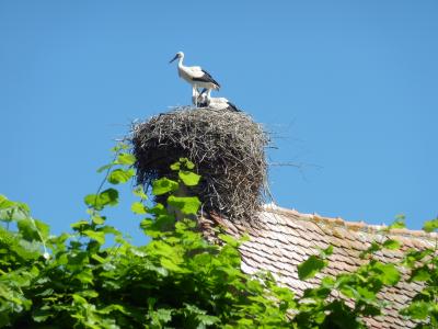 Alsace stork
