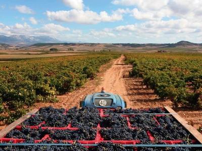 Rioja vinskörd