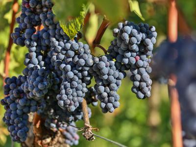 Bordeaux druvor